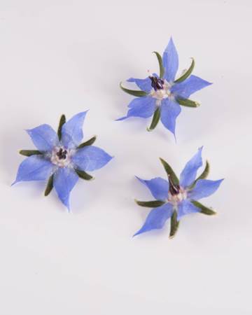 Edible Flower-Borage-Blue-Isolated